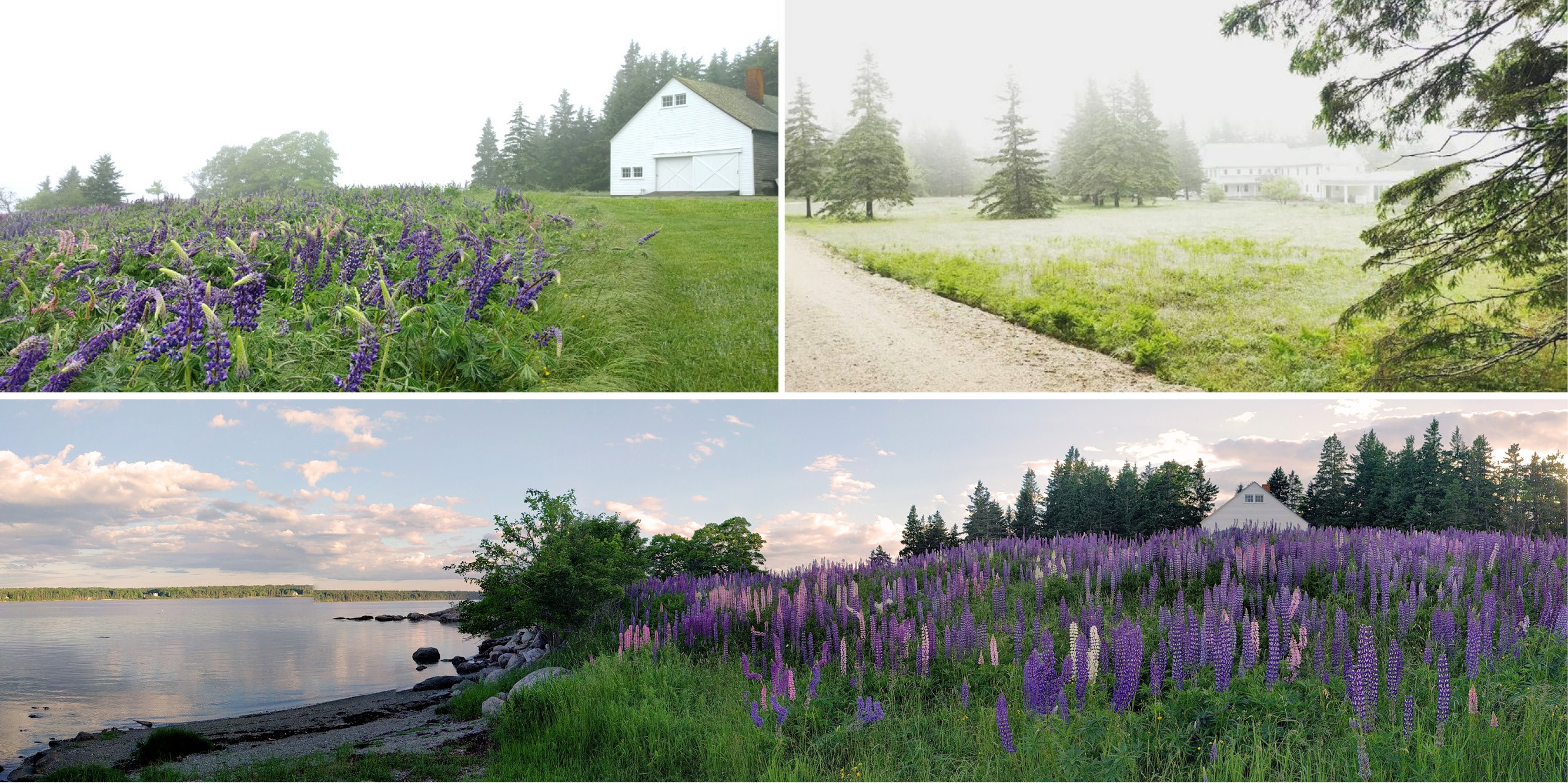 Harbor Farm Landscape Master Plan and Implementation — image 1 of 12